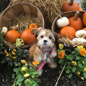 Meet your Posher, Maggie